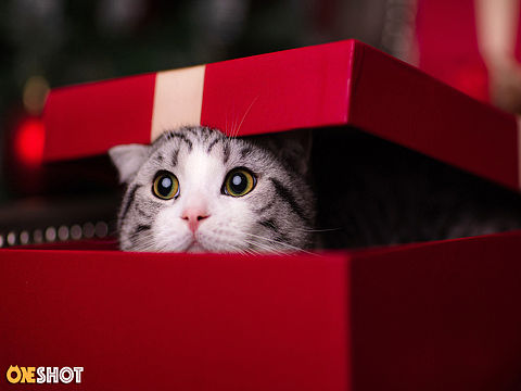 叮咚，您的圣诞礼物到货啦