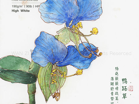 钢笔淡彩植物图鉴1
