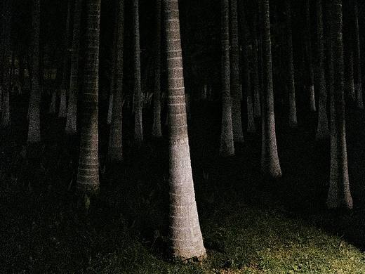 树的夜色狂欢
