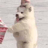 Vancy_的头像