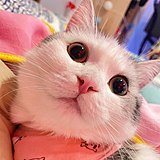 视觉设计Alita的头像