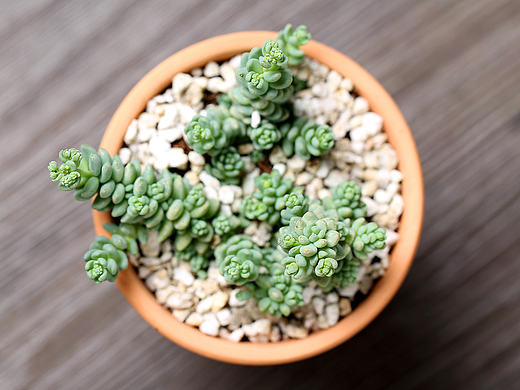 多肉植物 绿植 盆栽 姬星美人