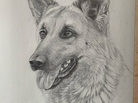 素描德牧（个人主页-ZNTIxMjM1ODQ=） - 绘画 - 站酷设计师通辽李永春绘画原创素材 - 站酷ZCOOL