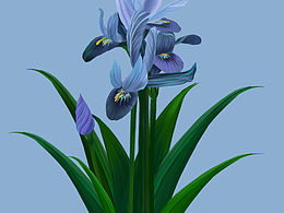 花卉