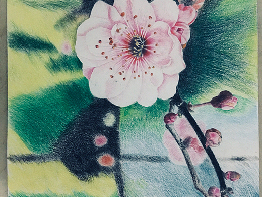 梅花 彩铅