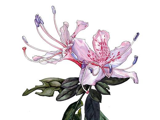 花老道的花与道之植物画（二）
