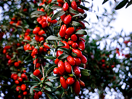 戈壁精灵——红枸杞