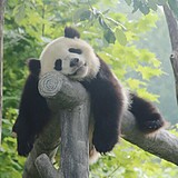 大离离离离的头像