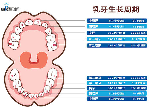 口腔/乳牙生长周期