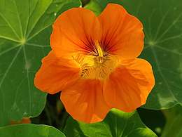 古镇留香,绿荫争妍.