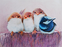 彩鉛練習(xí)—可愛小鳥 尺寸不大