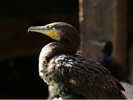 顺德长鹿休闲度假农庄
