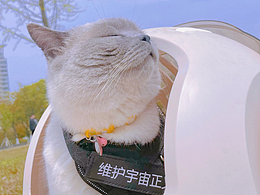 我仙只是毛茸茸