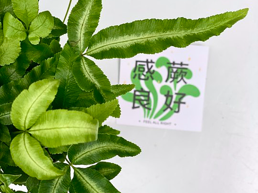 鲜花连锁品牌旗下盆栽绿植产品线设计