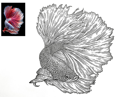 斗魚手繪插畫（個人主頁-ZNjUxNTExNzY=） - 商業(yè)插畫 - 站酷設(shè)計師藝孑原創(chuàng)素材 - 站酷ZCOOL