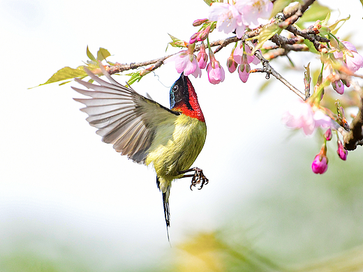 太阳鸟（个人主页-ZNTkxOTg1ODg=） - 其他摄影 - 站酷设计师东门印记原创素材 - 站酷ZCOOL