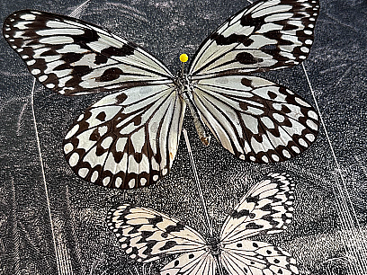 黑暗森林系列插画