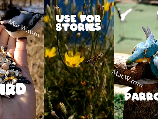 FCPX插件：Cartoon Animals Titles for Mac手绘动画卡通动物标题