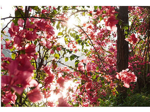 花海（個(gè)人主頁(yè)-ZNTk3NjMyODg=） - 風(fēng)光攝影 - 站酷設(shè)計(jì)師牛奶權(quán)原創(chuàng)素材 - 站酷ZCOOL