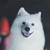 八戒滴滴的头像