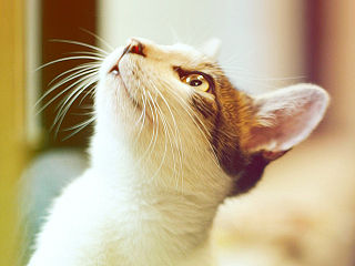 我和我的喵呜们（一）