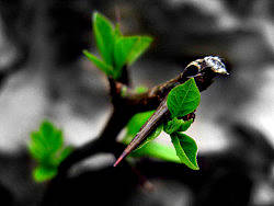 春天里那些花儿3（荣氏风尚原创）（个人主页-ZMTI3OTMwOA==） - 风光摄影 - 站酷设计师摩摩超人原创素材 - 站酷ZCOOL