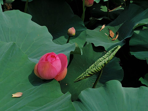 荷