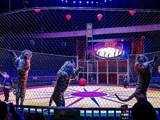 马戏团（个人主页-ZMzMyNTY5NTY=） - 宠物摄影 - 站酷设计师暴躁水豚原创素材 - 站酷ZCOOL