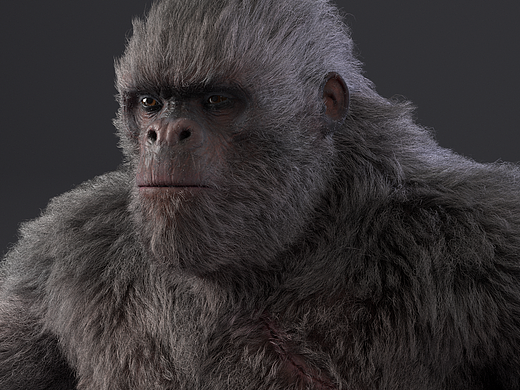 猩猩毛發(fā)測試（個人主頁-ZMzE4OTE5ODg=） - 人物/生物 - 站酷設計師lxzm原創(chuàng)素材 - 站酷ZCOOL