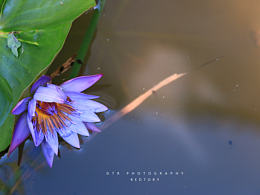 紅專(zhuān)廠角落的睡蓮