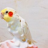 百里BAI11的头像