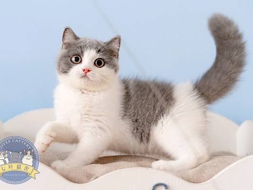 英国短毛猫宠物猫摄影，七叶猫舍