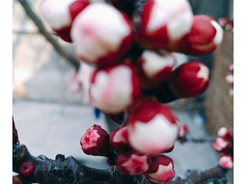 四月物语—•系列二