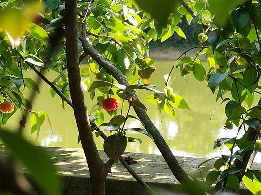 奇奇怪怪的水果