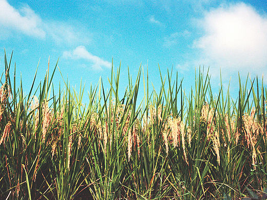 旅 涂 | 摄影 | ZBW | 稻田（个人主页-ZMTc4NzI5NzI=） - 风光摄影 - 站酷设计师洁小罗原创素材 - 站酷ZCOOL