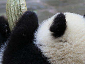 兽人小练习和人头渲染