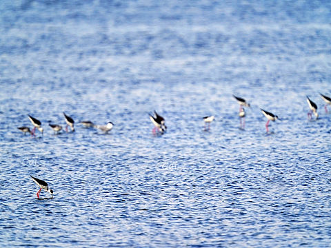 索尼600F4（个人主页-ZNTI1MzQ0NjQ=） - 宠物摄影 - 站酷设计师无忌老单原创素材 - 站酷ZCOOL