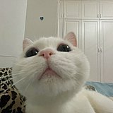 悦小欣的兔子的头像