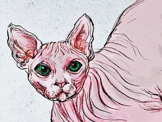 猫