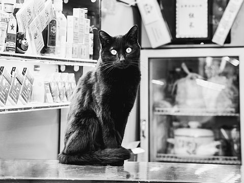 烟酒店老板小黑猫