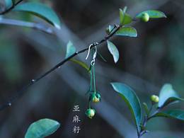 植物與妳 | 聽(tīng)花:花言恰巧語(yǔ)在你耳邊