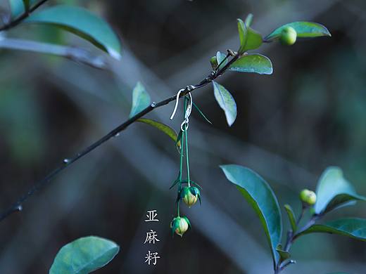 植物與妳 | 聽花:花言恰巧語在你耳邊（個(gè)人主頁-ZMTc4NjUxMzI=） - 首飾設(shè)計(jì) - 站酷設(shè)計(jì)師茹茹萍原創(chuàng)素材 - 站酷ZCOOL