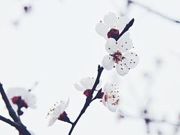 花花草草的样子