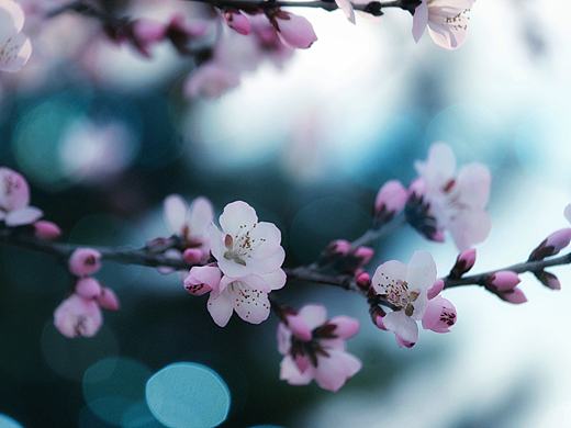 桃花