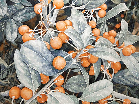 水彩创作-新年果