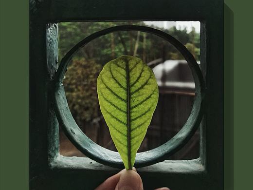阳台半日游