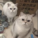 CQY小毛驴的头像