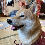传达室高大爷的头像