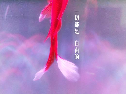 柔若无骨 透白如纱