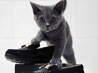 童鞋 休闲 摄影 宠物模特 猫 